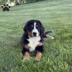 Ollie, Bernese Mountain Dog Puppy