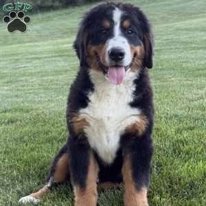 Ollie, Bernese Mountain Dog Puppy