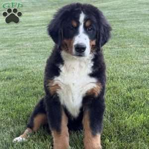 Ollie, Bernese Mountain Dog Puppy