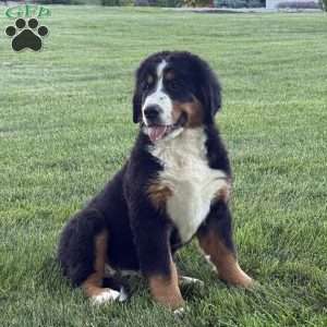 Ollie, Bernese Mountain Dog Puppy