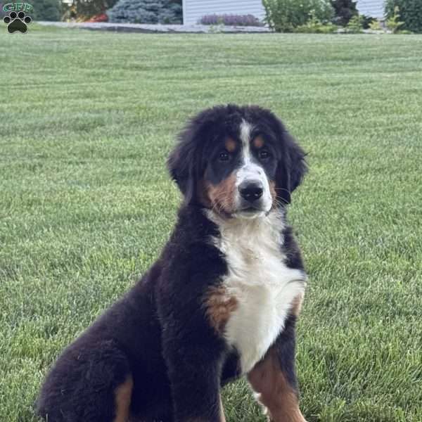 Ollie, Bernese Mountain Dog Puppy