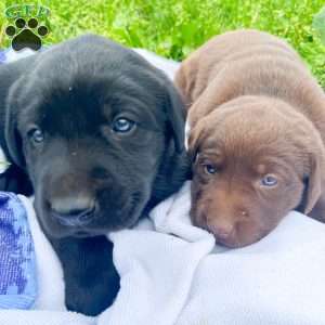 Todd, Black Labrador Retriever Puppy