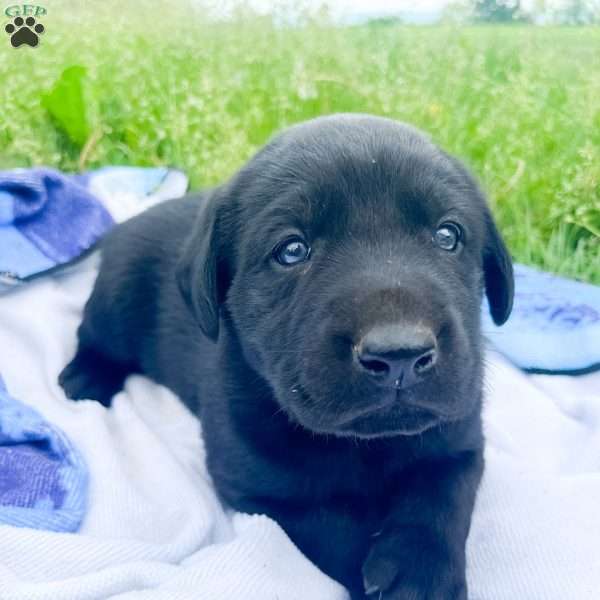 Todd, Black Labrador Retriever Puppy