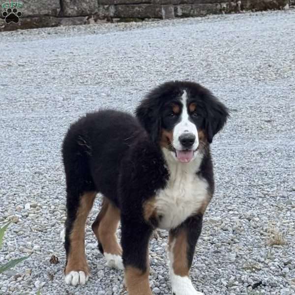 Sasha, Bernese Mountain Dog Puppy