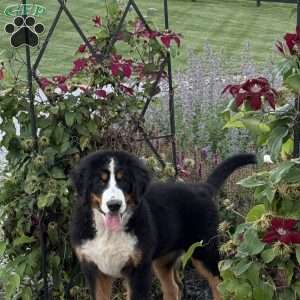 Sasha, Bernese Mountain Dog Puppy