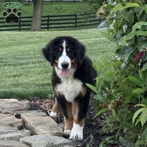 Sasha, Bernese Mountain Dog Puppy