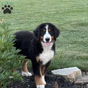 Sasha, Bernese Mountain Dog Puppy