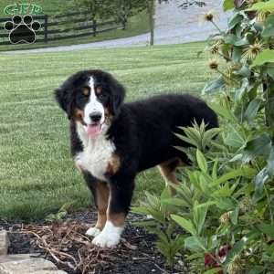 Sasha, Bernese Mountain Dog Puppy