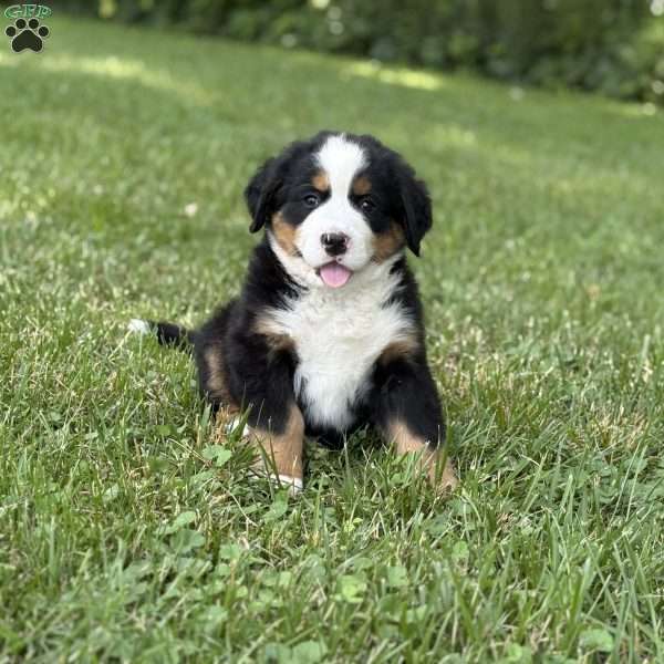 Montana, Bernese Mountain Dog Puppy