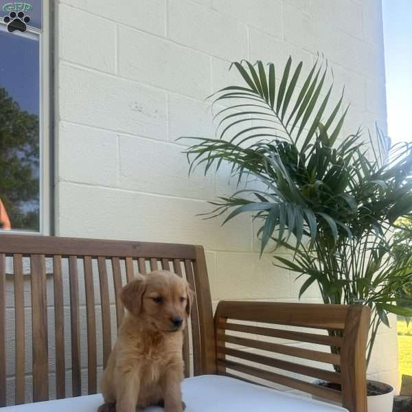 Otis, Golden Retriever Puppy