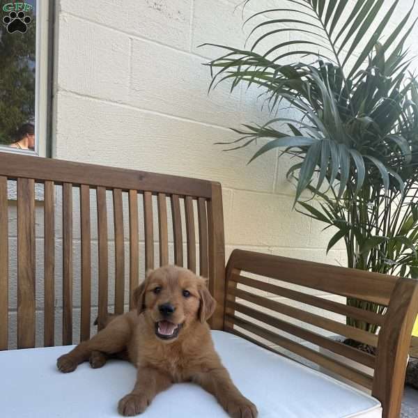 Mathews, Golden Retriever Puppy
