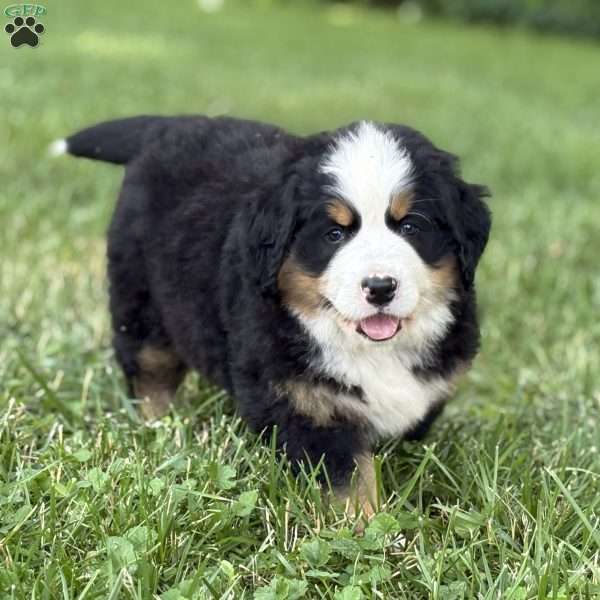Mint, Bernese Mountain Dog Puppy