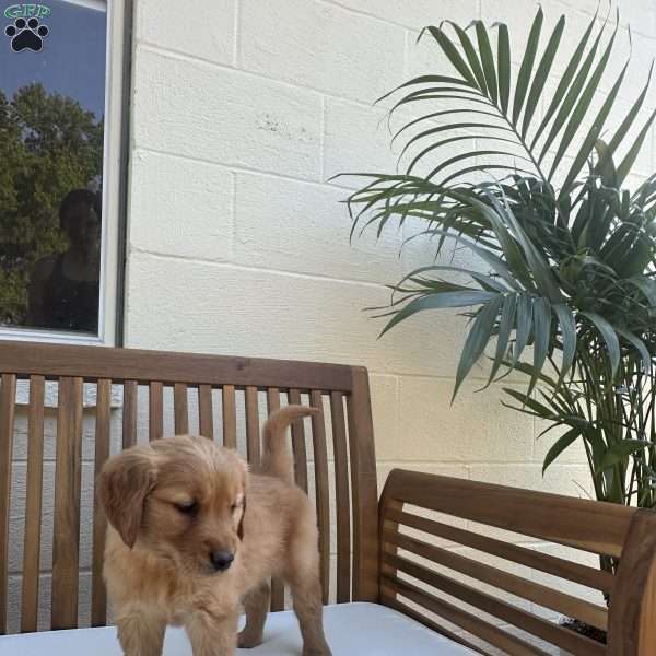 Azalea, Golden Retriever Puppy