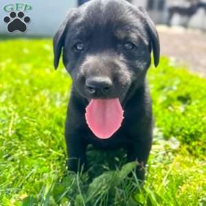 Todd, Black Labrador Retriever Puppy