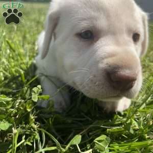 Hazel, Yellow Labrador Retriever Puppy
