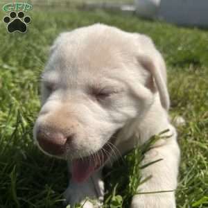 Hazel, Yellow Labrador Retriever Puppy
