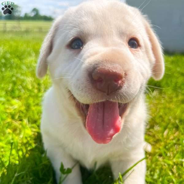 Hazel, Yellow Labrador Retriever Puppy