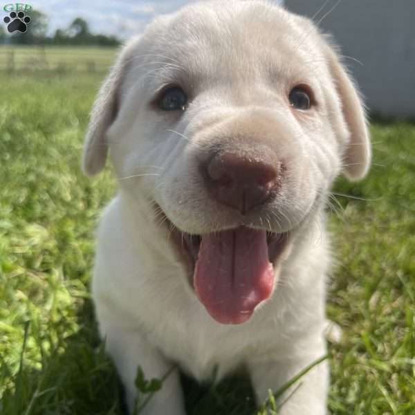 Sammy, Yellow Labrador Retriever Puppy