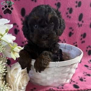 Roslyn, Cavapoo Puppy