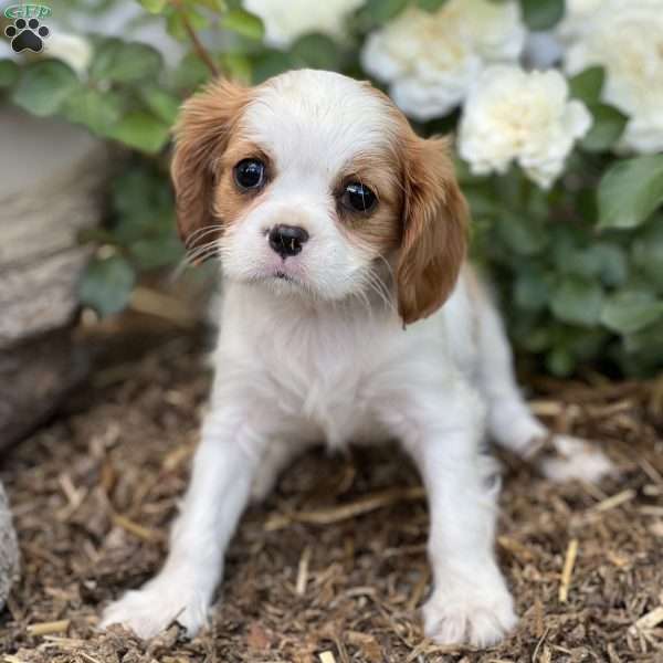 Reeses, Cavalier King Charles Spaniel Puppy