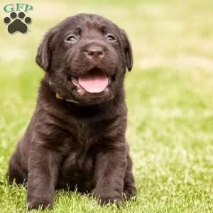 Lila, Chocolate Labrador Retriever Puppy