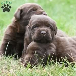 Lila, Chocolate Labrador Retriever Puppy