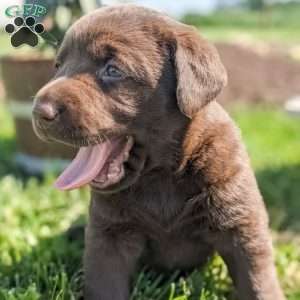 Lila, Chocolate Labrador Retriever Puppy