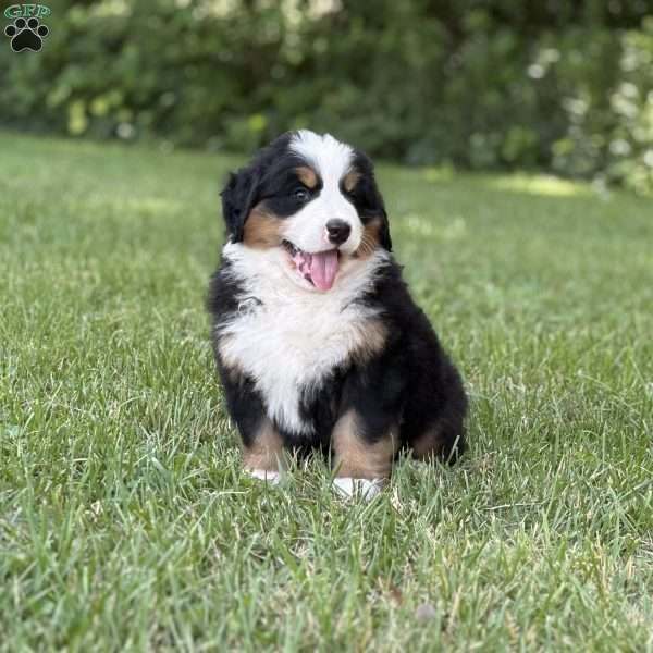 Melody, Bernese Mountain Dog Puppy