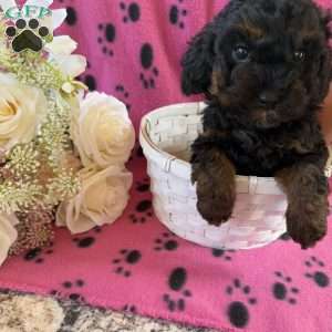 Roslyn, Cavapoo Puppy