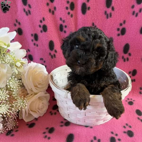 Roslyn, Cavapoo Puppy