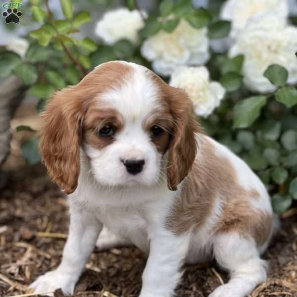 Hershey Kiss, Cavalier King Charles Spaniel Puppy