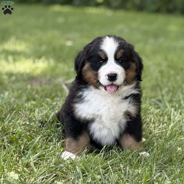 Misty, Bernese Mountain Dog Puppy