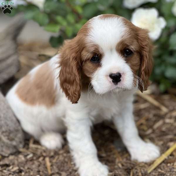 Twix, Cavalier King Charles Spaniel Puppy