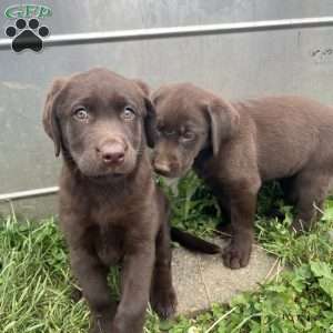 Lila, Chocolate Labrador Retriever Puppy