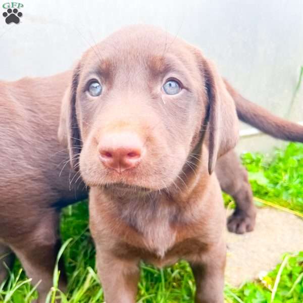 Lila, Chocolate Labrador Retriever Puppy