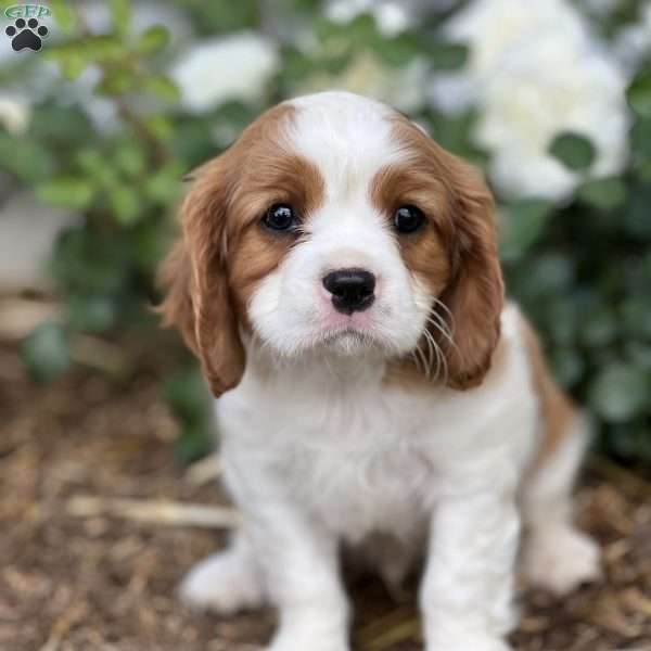 Snickers, Cavalier King Charles Spaniel Puppy