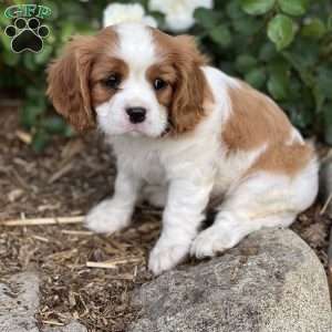 Snickers, Cavalier King Charles Spaniel Puppy