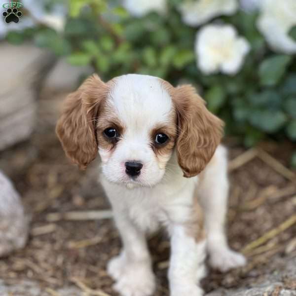 Tootsie, Cavalier King Charles Spaniel Puppy