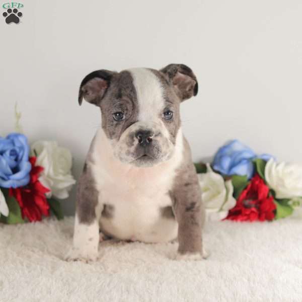 Blue Smoke, English Bulldog Puppy