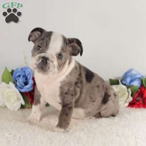 Blue Smoke, English Bulldog Puppy