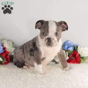 Blue Smoke, English Bulldog Puppy