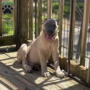 Yellow, Cane Corso Puppy