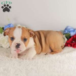 Red Bull, English Bulldog Puppy