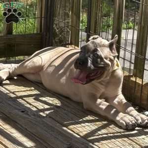 Yellow, Cane Corso Puppy