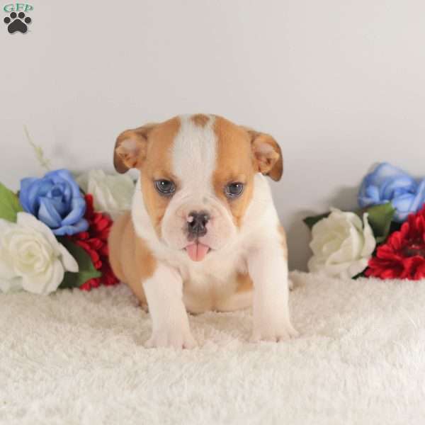 Red Bull, English Bulldog Puppy