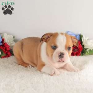 Red Bull, English Bulldog Puppy
