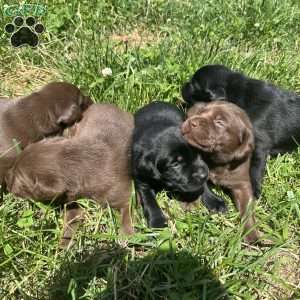 Todd, Black Labrador Retriever Puppy