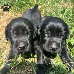 Todd, Black Labrador Retriever Puppy