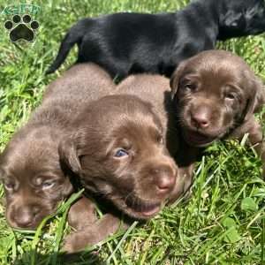 Lila, Chocolate Labrador Retriever Puppy