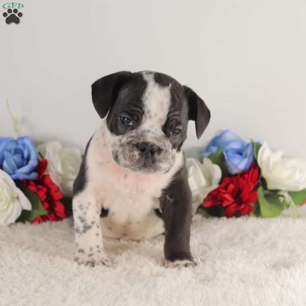 Black Diamond, English Bulldog Puppy